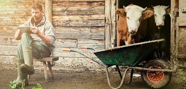 Ein Schweizer Bauer sitzt vor seinem Stall und schaut etwas im Tablet nach. Aus dem Stall schauen zwei Kühe.
